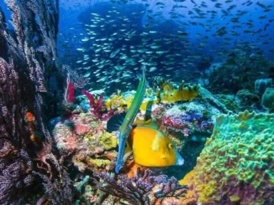 grenada-bed-breakfast